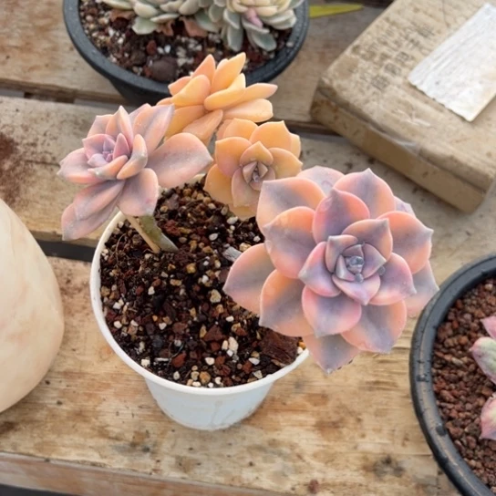 紫乐锦 夏鸣园艺