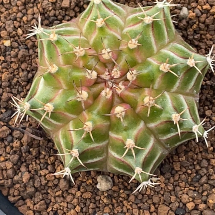 泰系轮回00000015