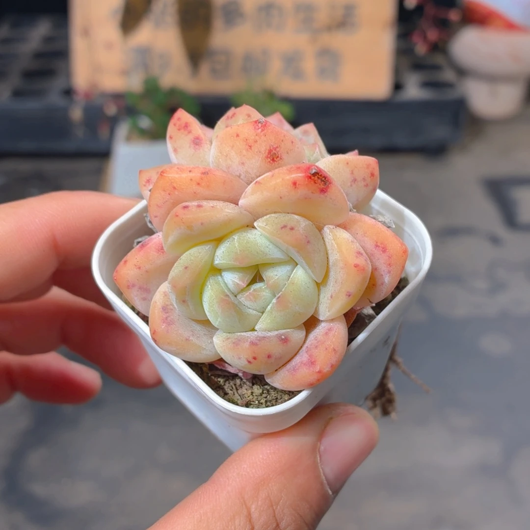 刚毅多肉9.9包邮发货