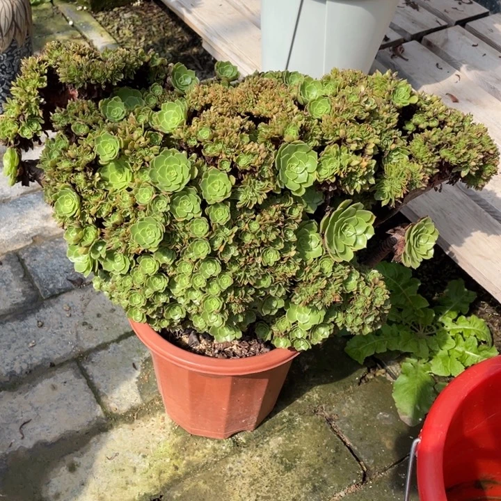 法师老桩缀化万圣节