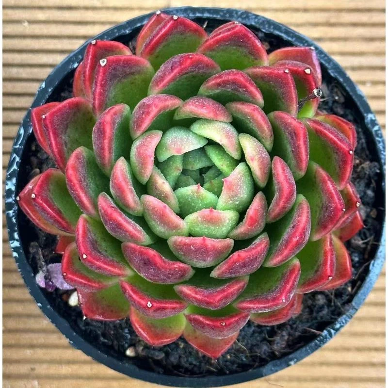 10#立枫  前男友精品多肉sm0421-2