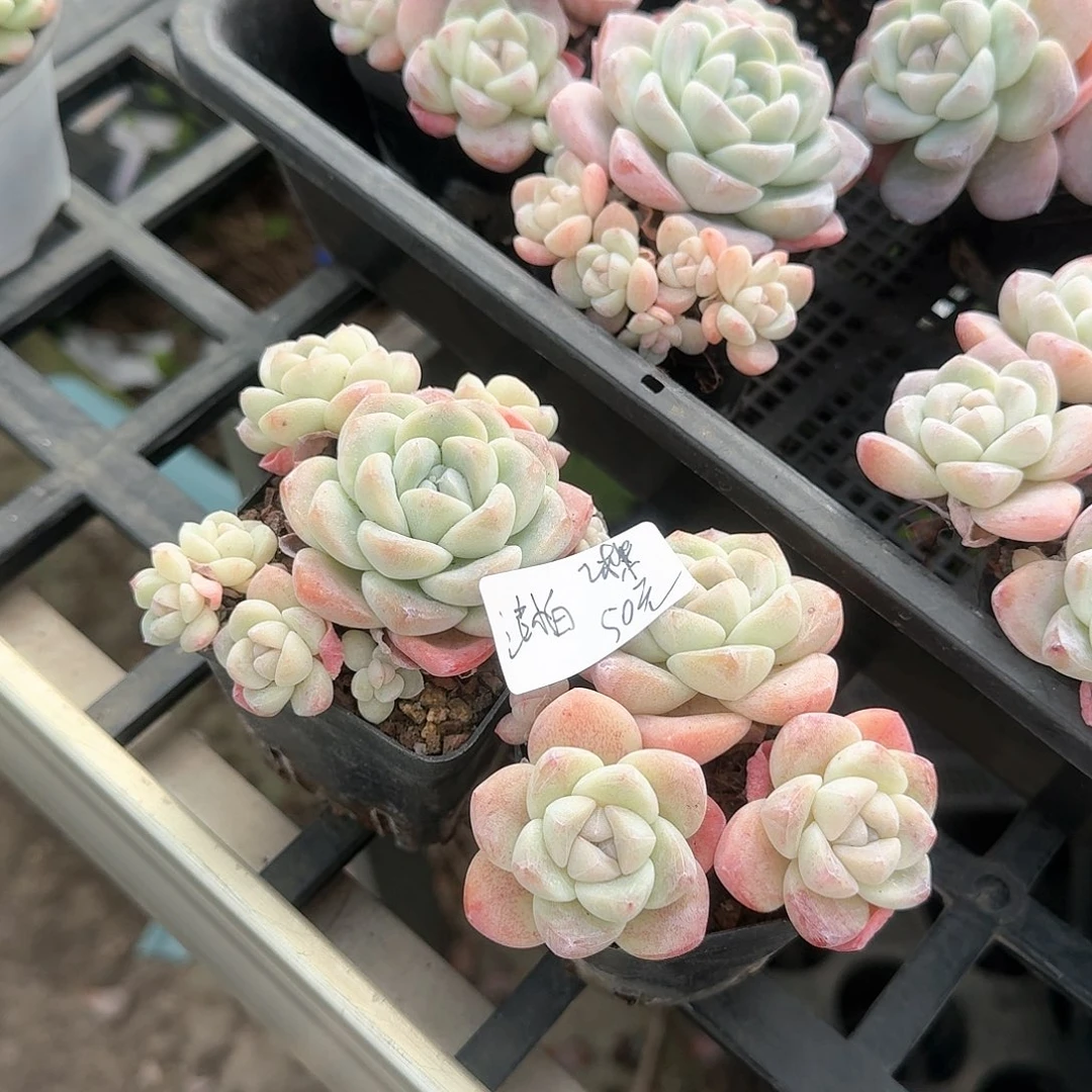 结小白2棵冰玉50元