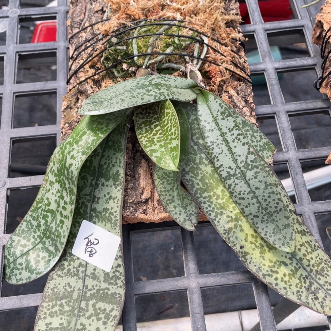 当前无花栽培后可以开花
