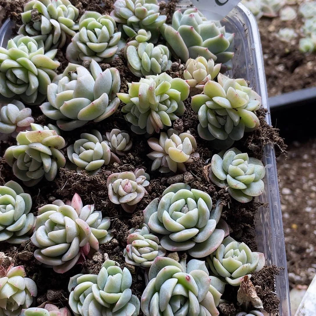 乌拉拉干冰一物一拍088