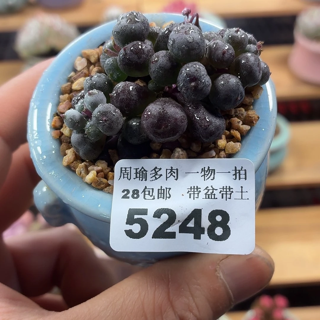 5厘米盆精控多肉植物5248