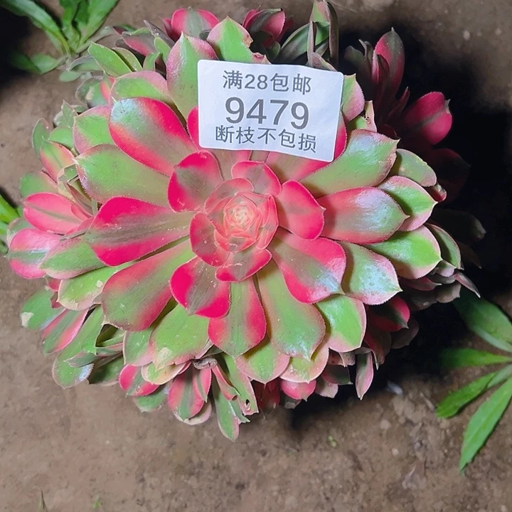 9479香妃多肉植物
