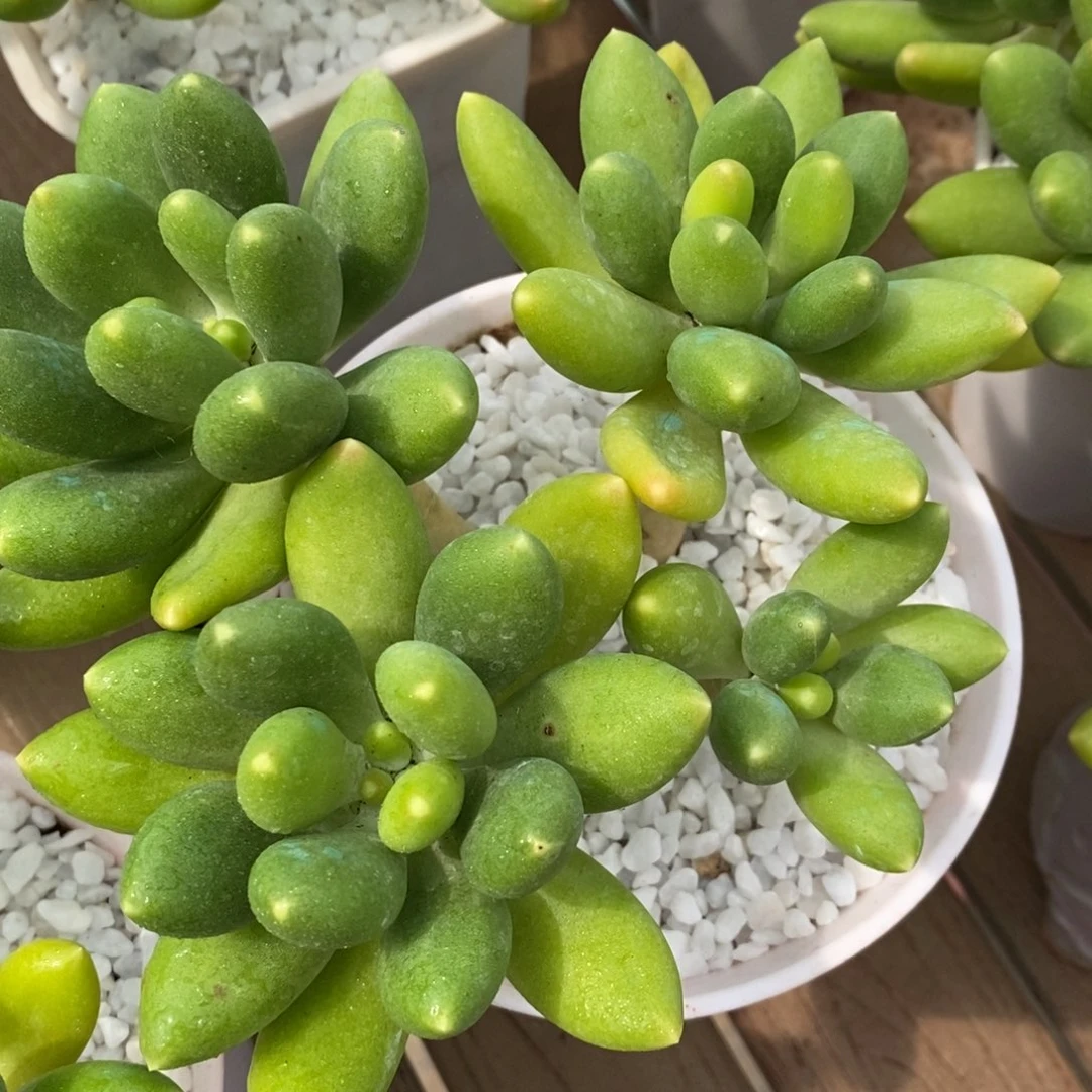 KK美人多肉植物盆栽