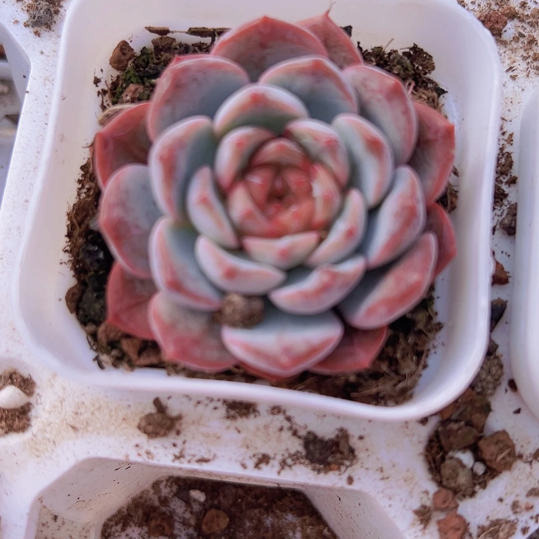 特特珍妮19包邮多肉