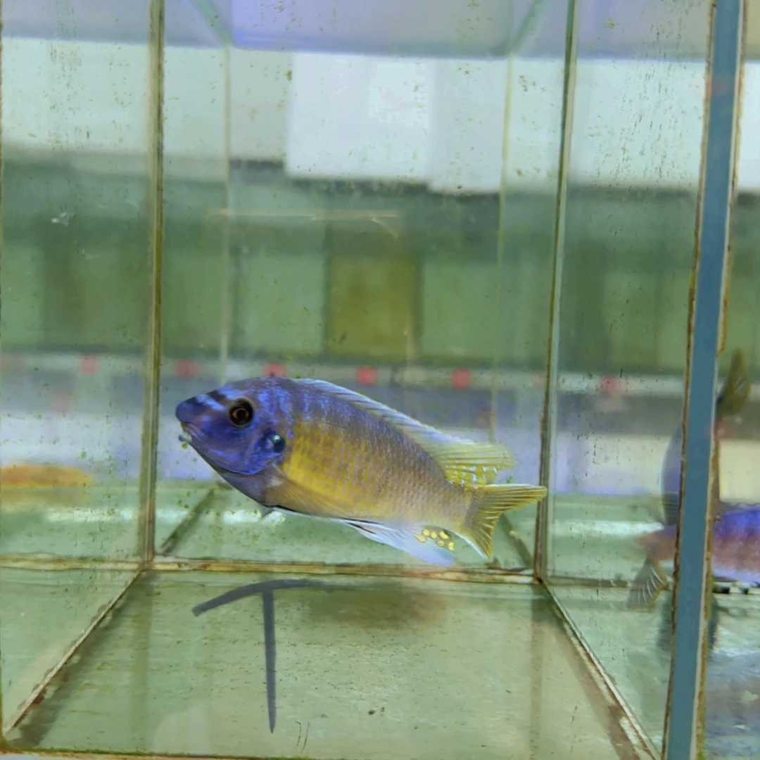 海水314-T卡丑11-12