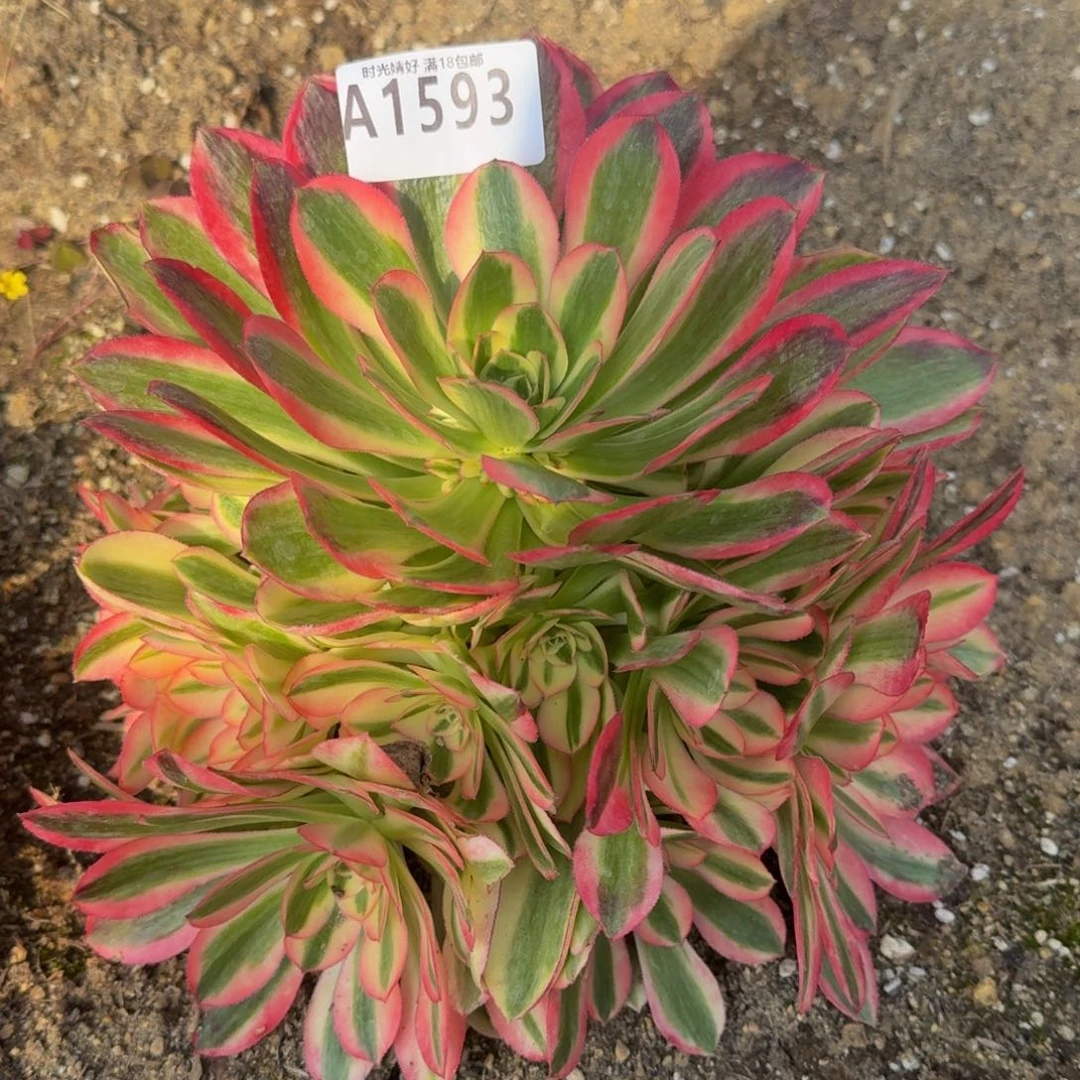 1593粉女巫多肉植物