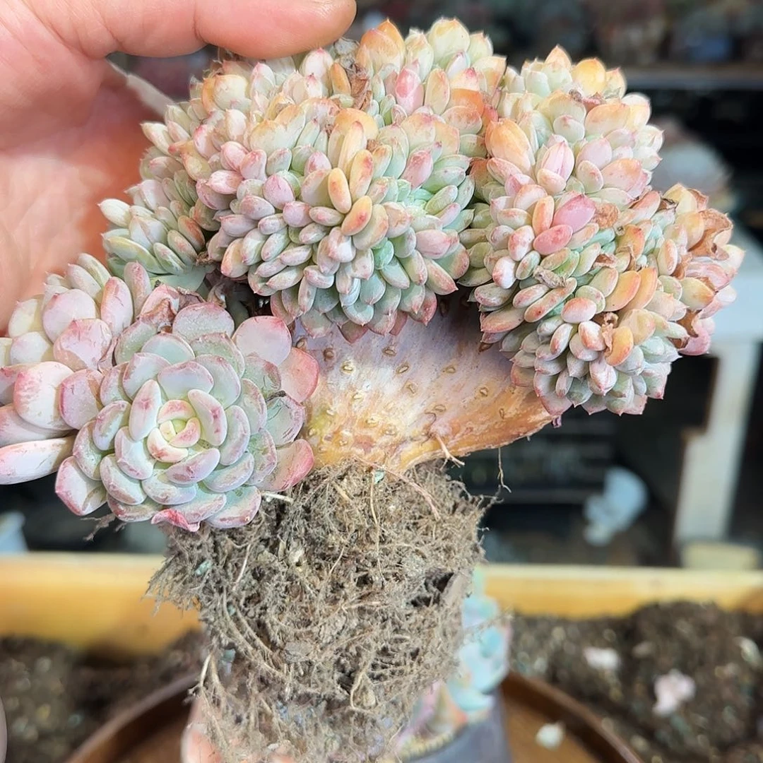 计*计林，玛瑙缀198    肉