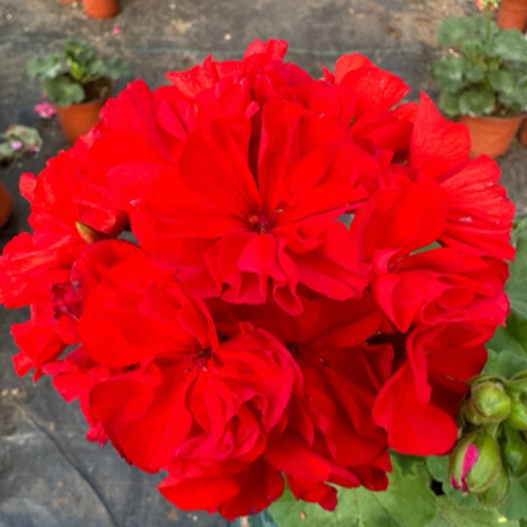 【正宗国旗红】大花球直立天竺葵（颜色包对）