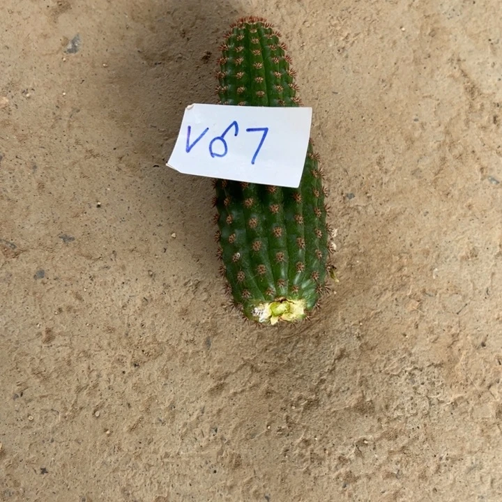 易***姐V67金妞迷你侧芽一个8