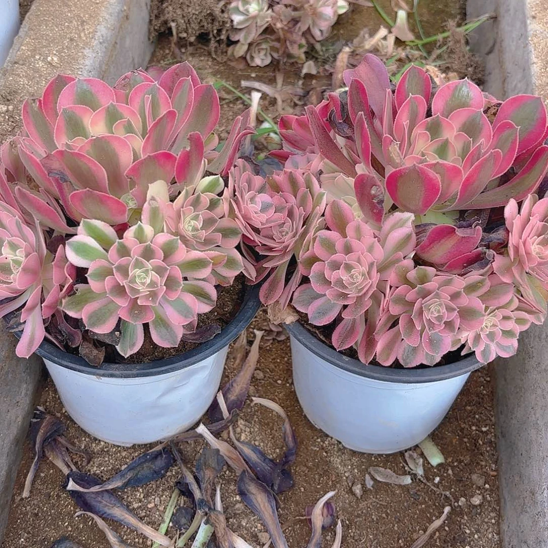 女巫多肉植物两颗不周正