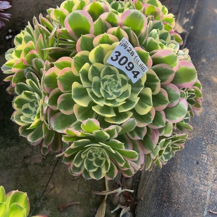 3094白凤多肉植物