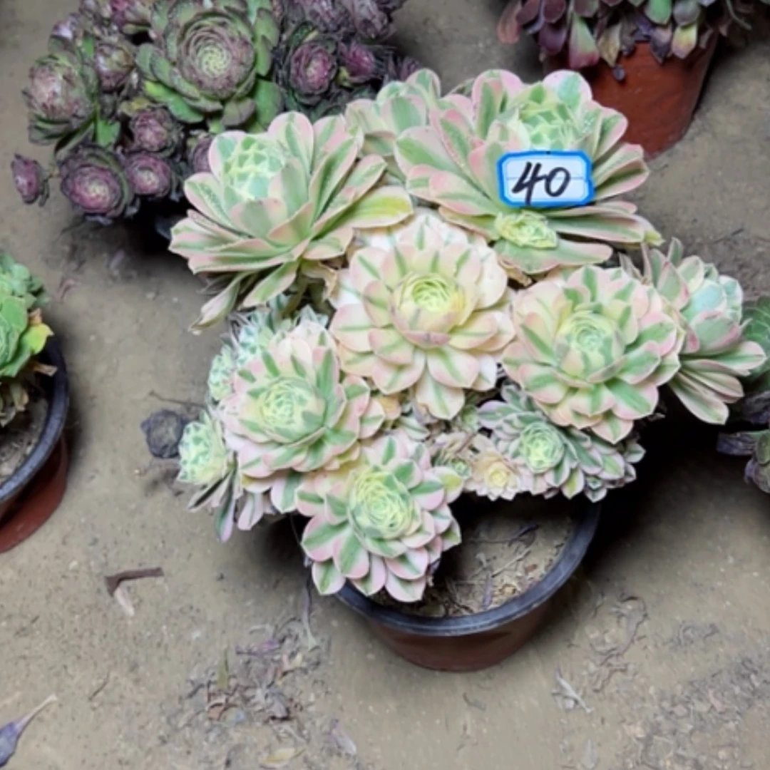 【闪购商品】多肉植物迈八赫40