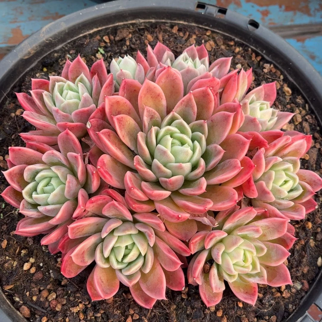 精品多肉一物一拍