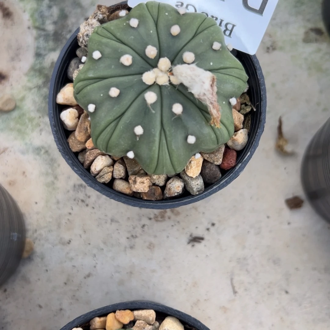 星*D482号兜仙人球多肉植物