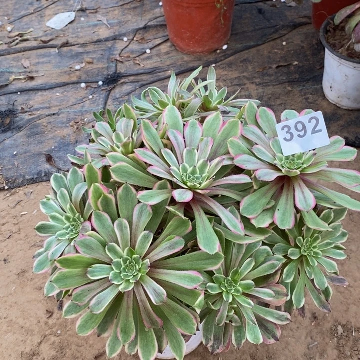 392粉黛绣球多肉