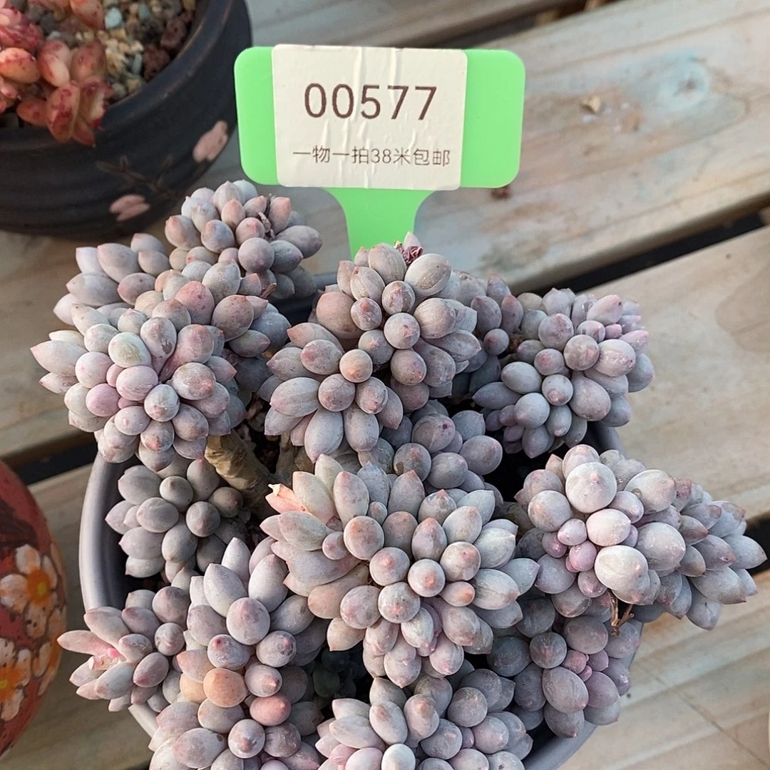 00577奥体烤鱼我魔芋