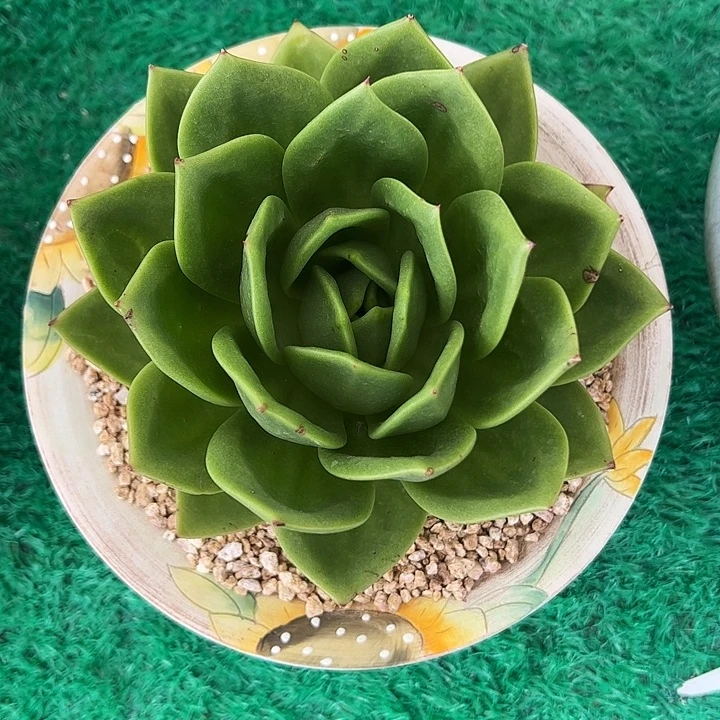 精品多肉翠花多肉肉