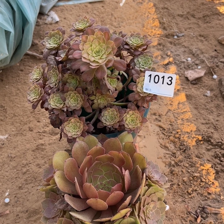 1013铜壶中班➕桃花石东