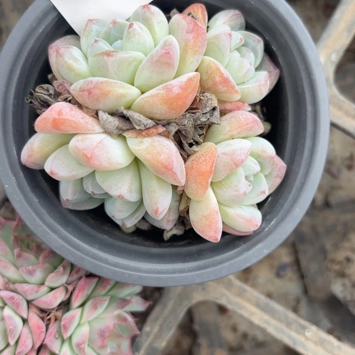 战后404呀呀呀呀呀呀呀嗨