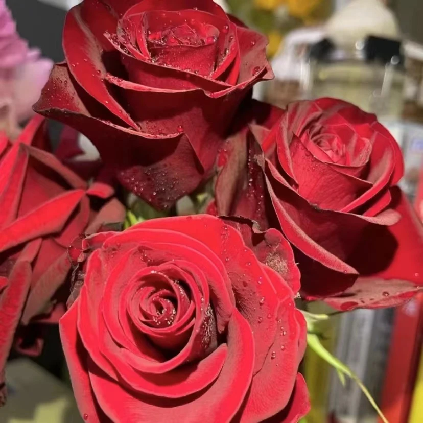 【买三送一】高原红精品月季花苗大花浓香地栽盆栽耐寒好养