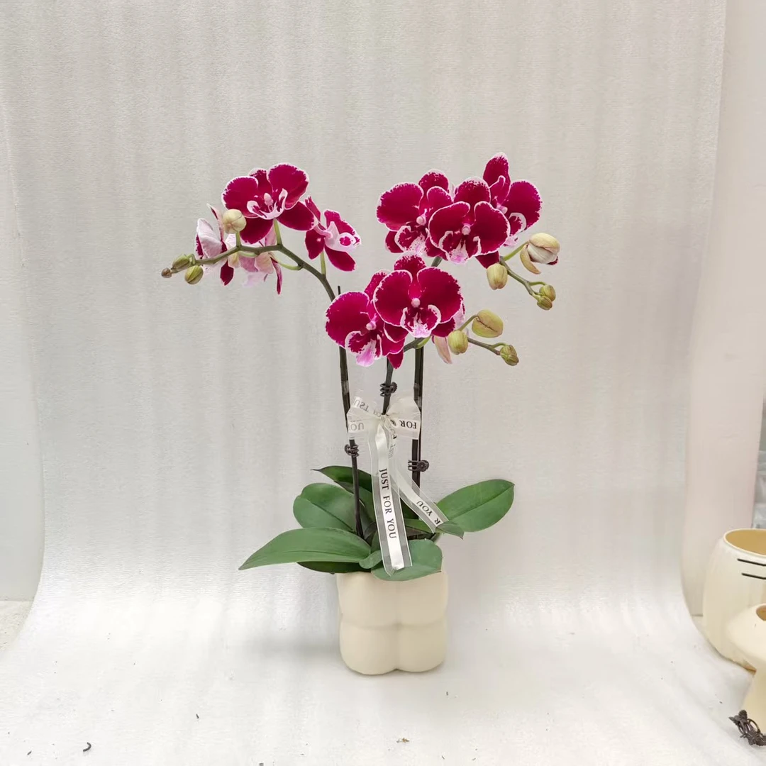 【黑天鹅】蝴蝶兰室内种植观赏送礼带花发货