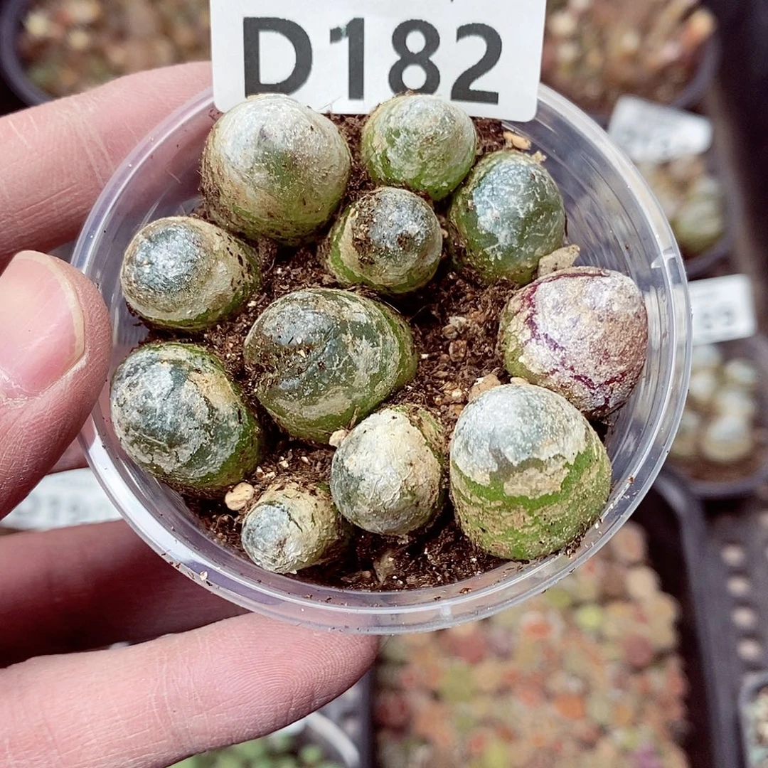 182呃呃呃呃呃呃呃呃呃呃呃呃