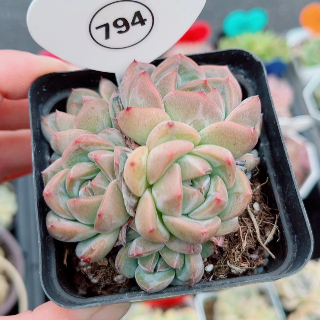 风靡园艺新品珍妮群