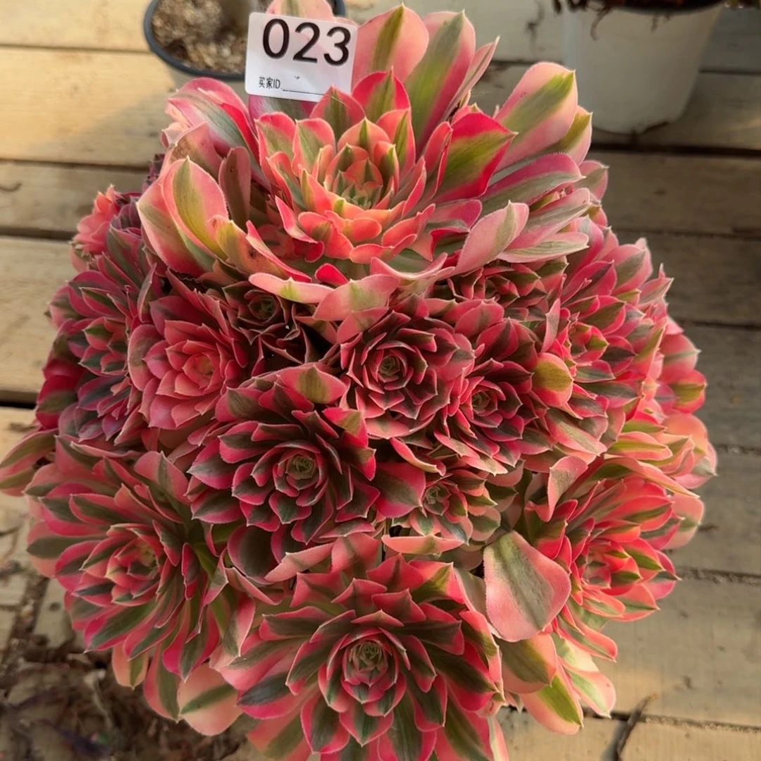 【闪购商品】023多肉
