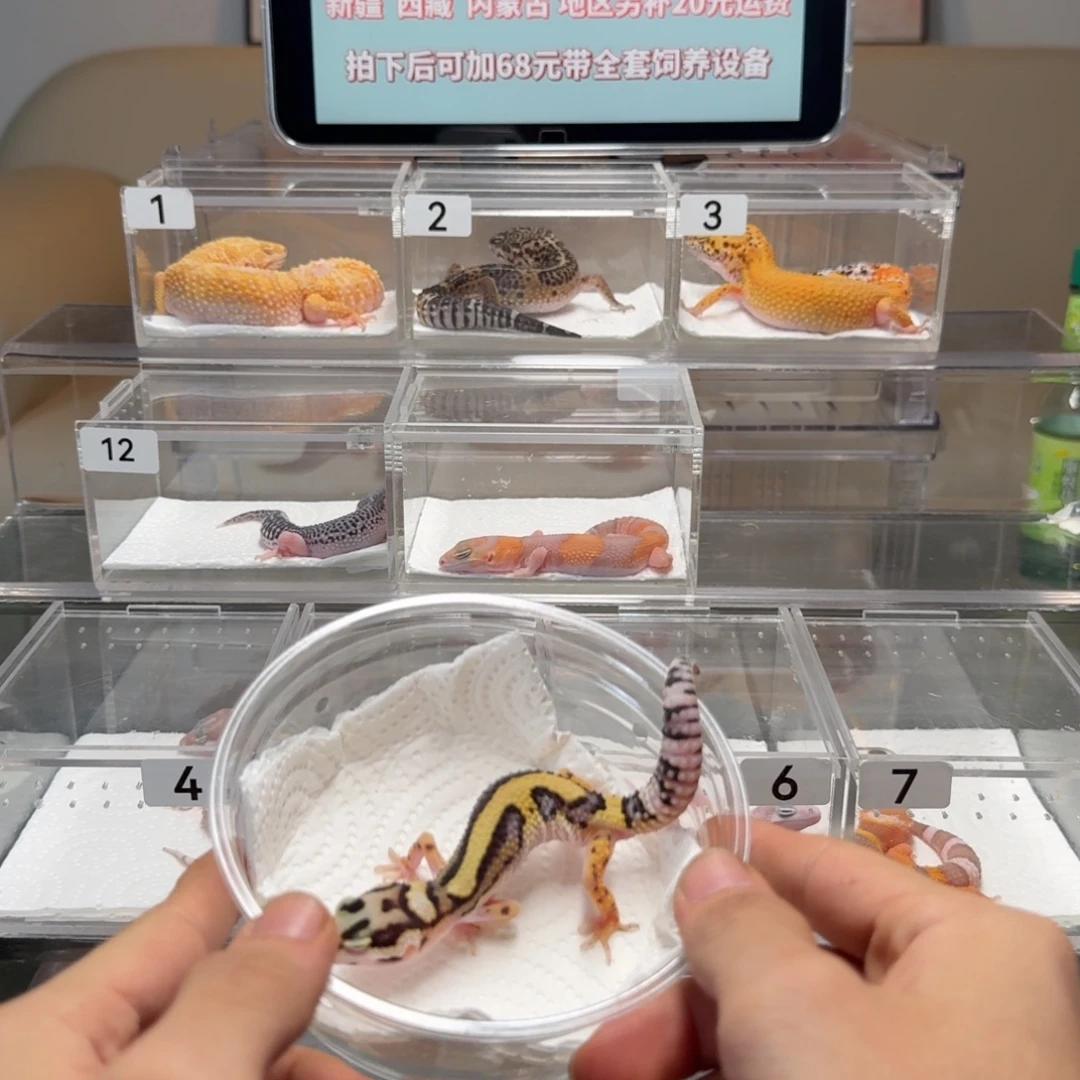 豹纹守宫土匪公温