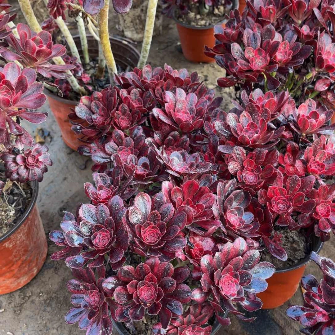 香奈儿掐心9.9多肉植物