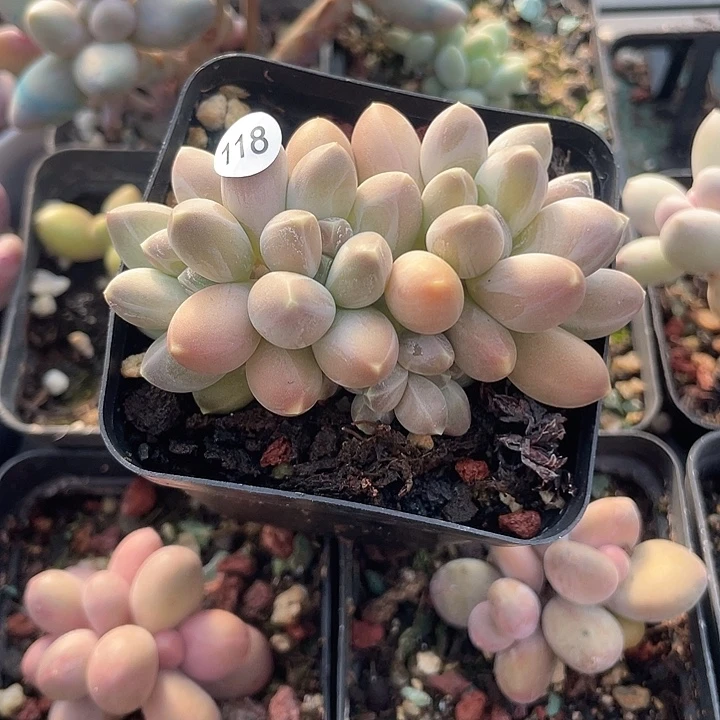 乌拉 脱土发货 7口盆