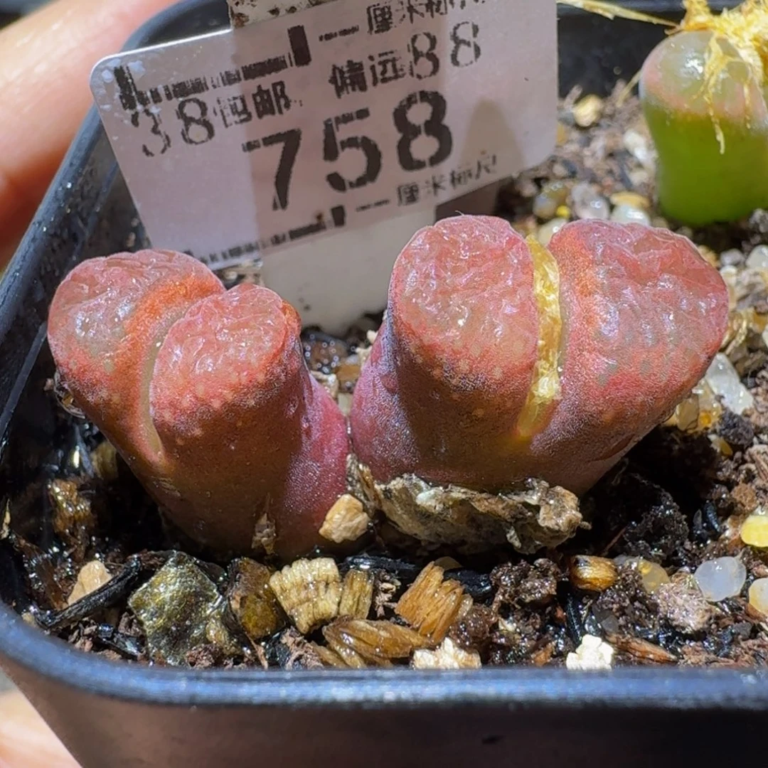 Ssss清货便宜出了758卡3.2