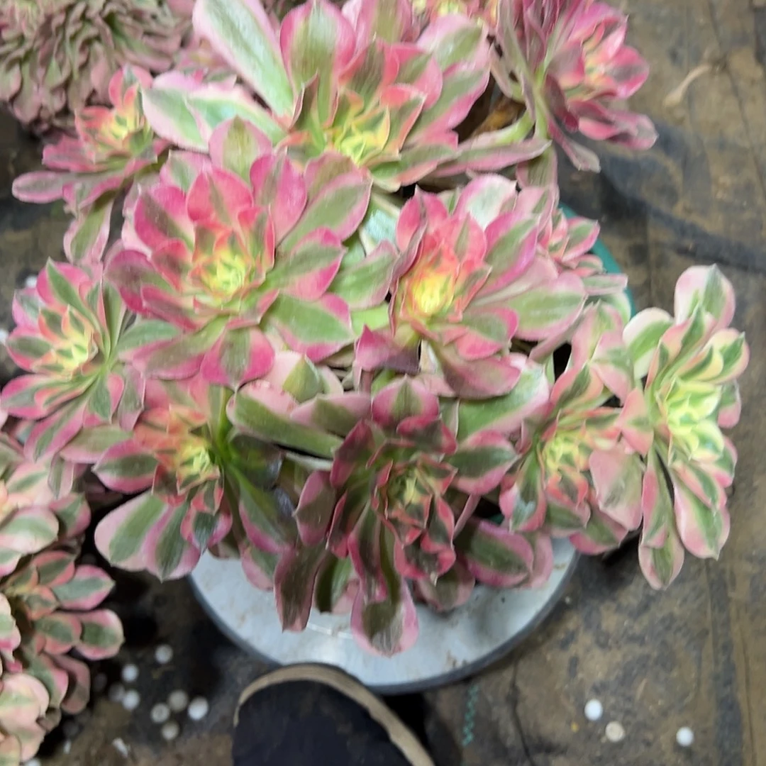 多317肉植物粉女巫母本