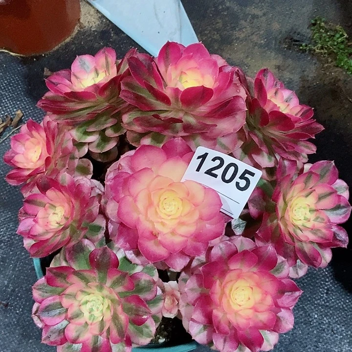 红陶1205倾城4冠服20以上多肉