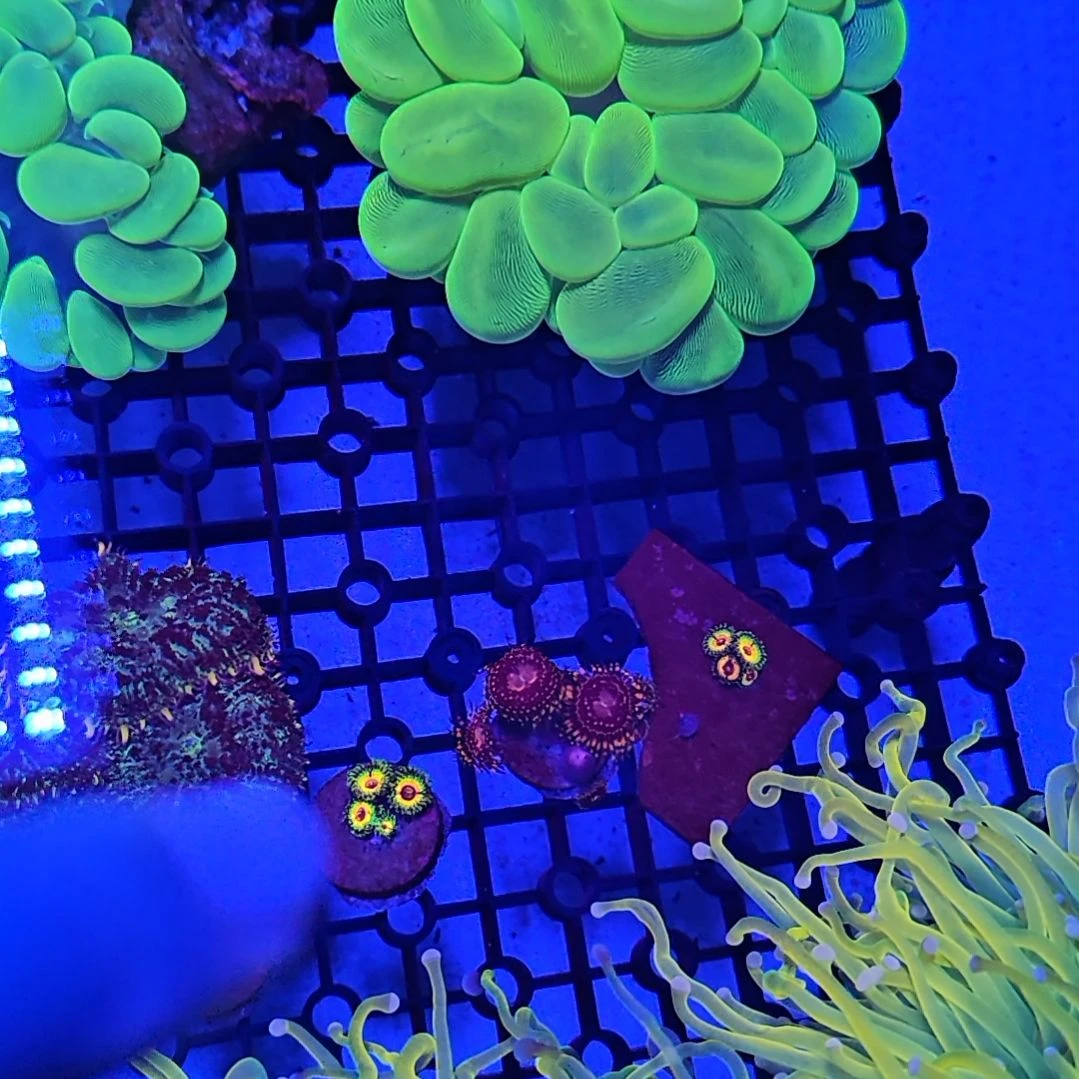 @***～纽扣珊瑚恐怖小屋三个头