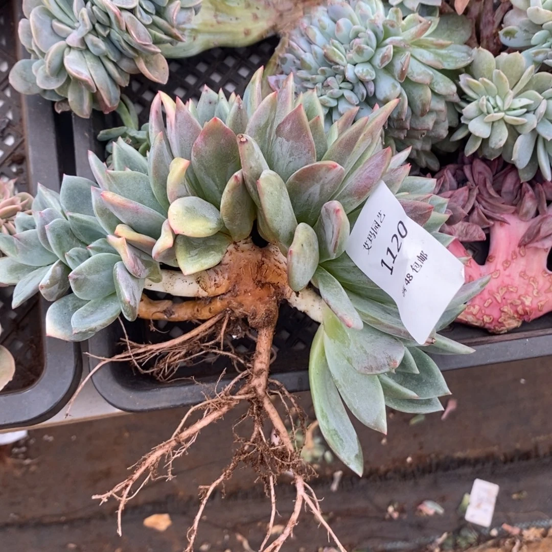 缀缀百叶香槟1120