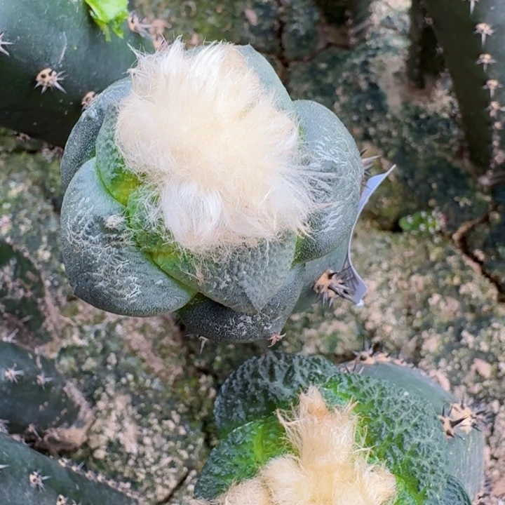 无花朵812大尤光面连山一号