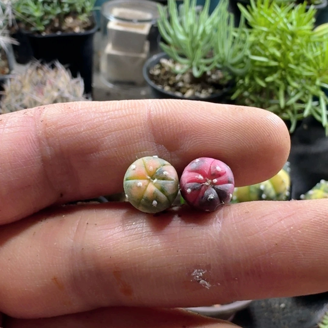 景****712兜锦2个一份脱土