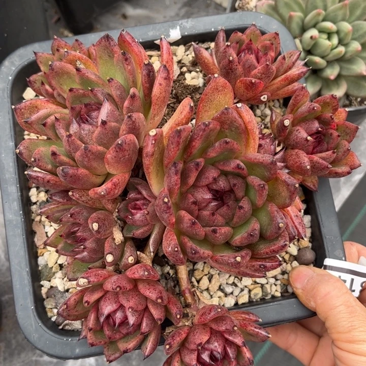 黑曼巴2314多肉植物