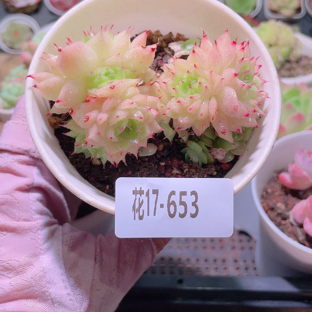 花利美17-653麦秆