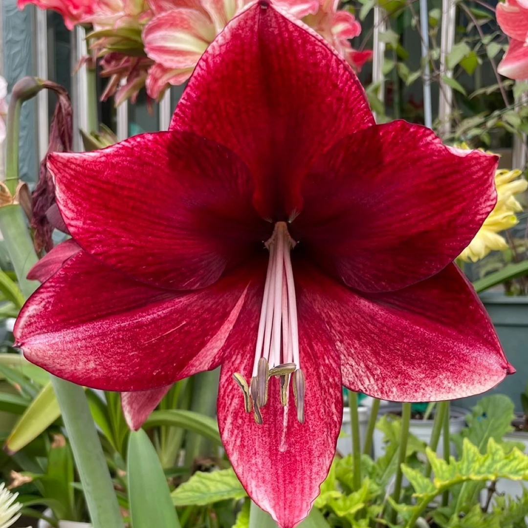 朱顶红 达芙妮 包对版