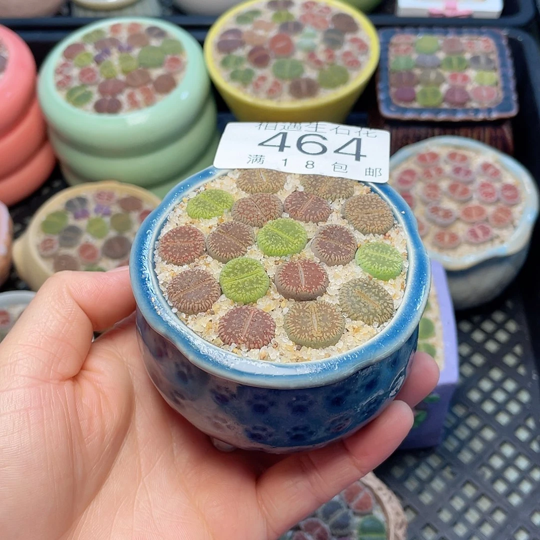 相遇开播福利464