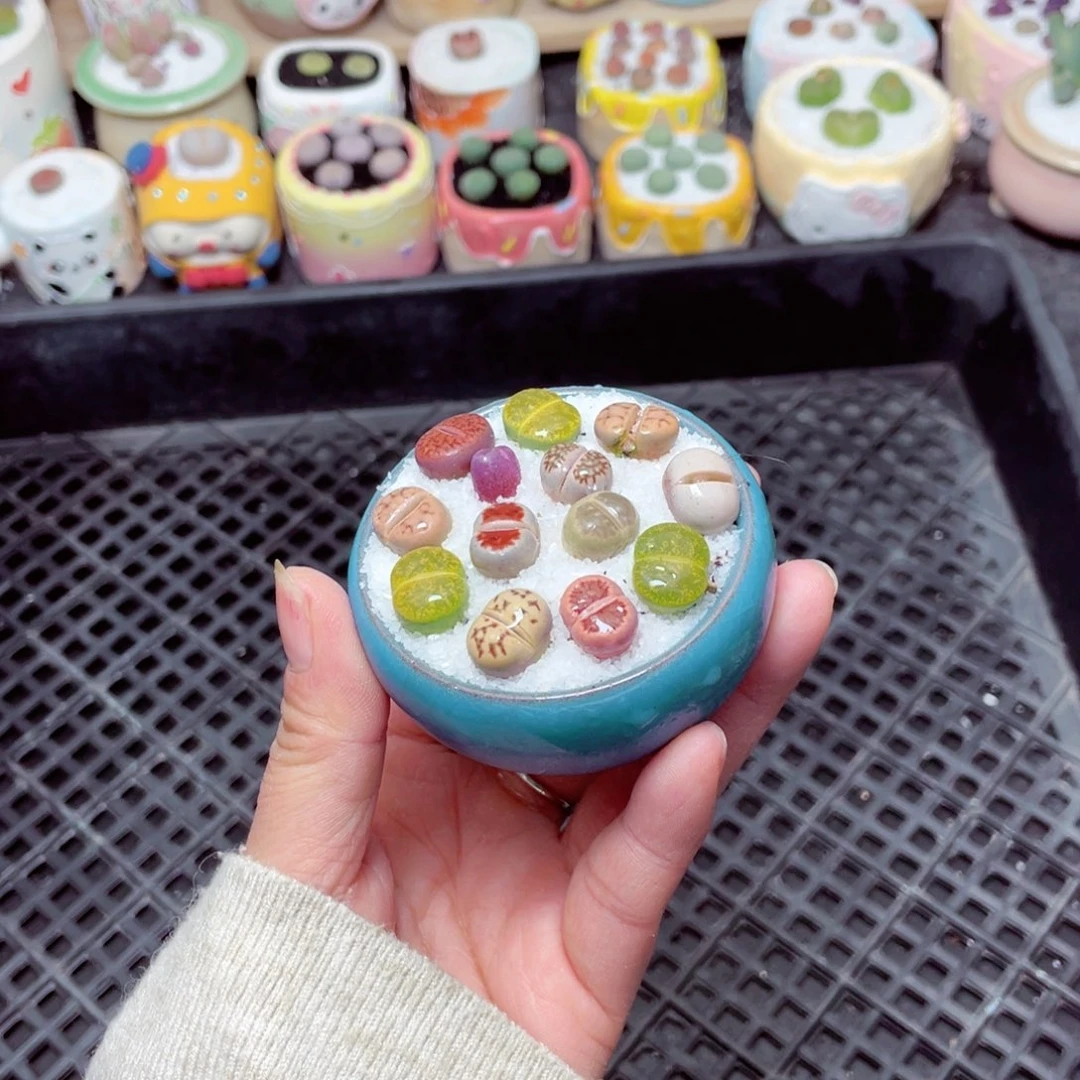 w9668 -零下地区拍保温箱-15支持寄养