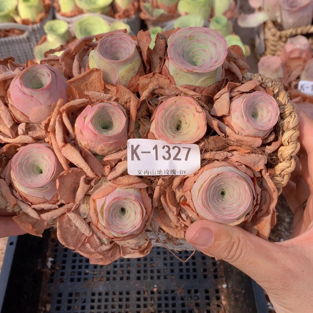 9颗1327水蜜桃带篮子