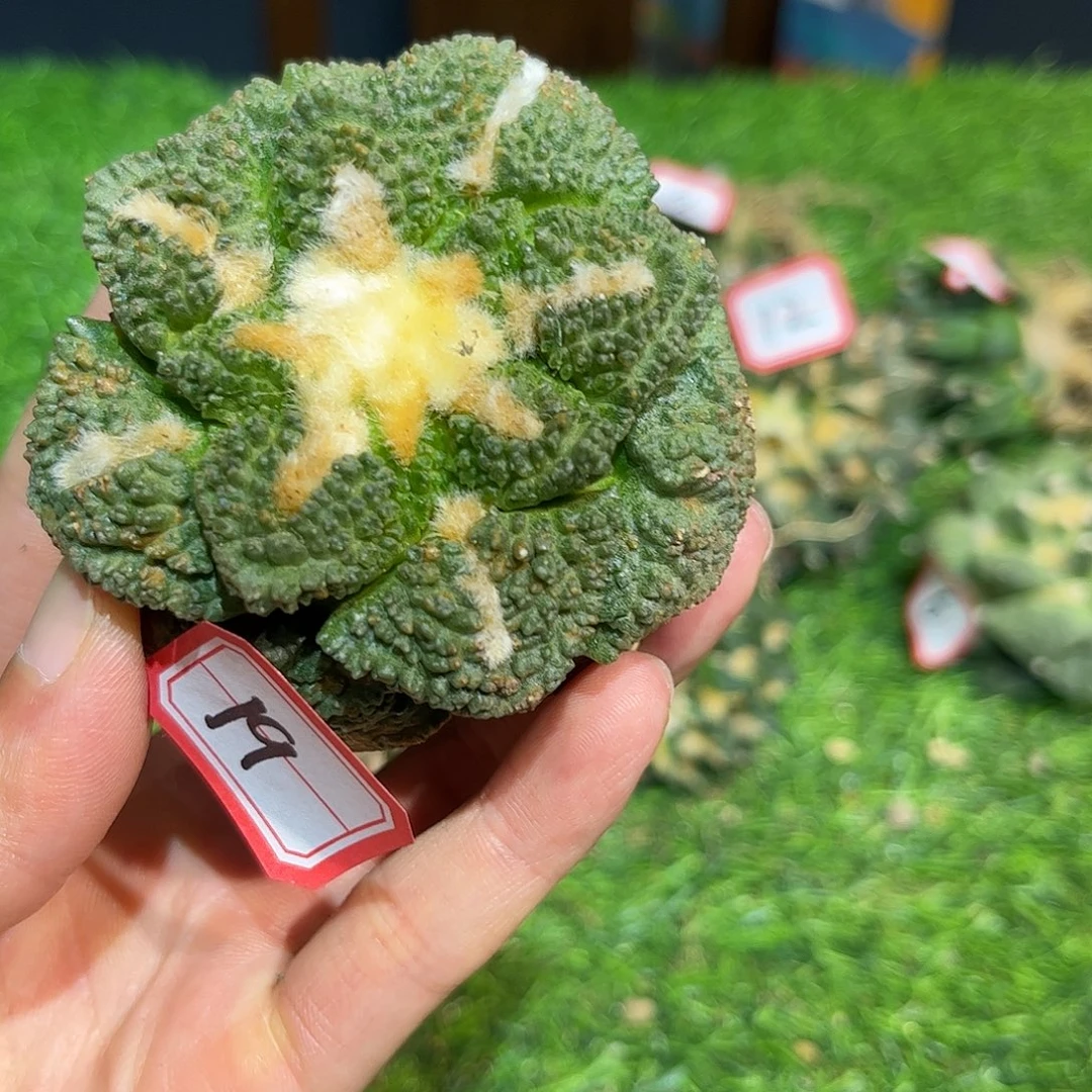 19号自根龟甲哥斯拉