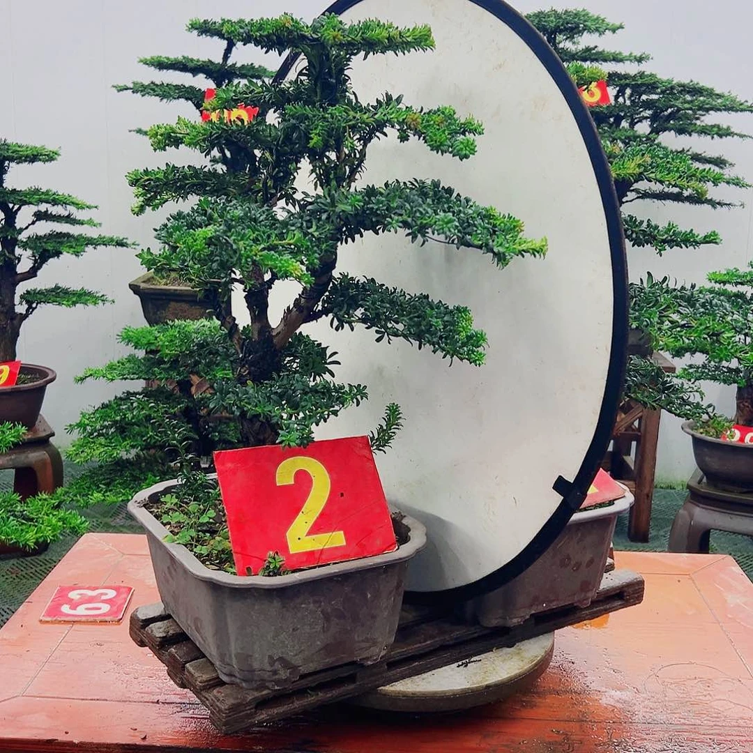 不开花植物@****航罗汉松